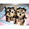 Energetic-t-cup-yorkie-puppies-available-now-for-free