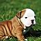 Excellent-english-bulldog-puppies-for-adoption