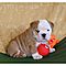 Gorgeous-akc-english-bulldog-puppies-for-adoption