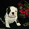 Well-socialized-english-bulldog-puppies-available