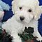 Maltipoo-puppies-for-sale