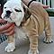 Playful-akc-english-bulldog-puppies-for-rehoming