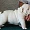 Adorable-akc-english-bulldog-puppies-for-rehoming